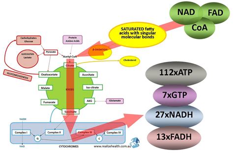 Mitochondria - NADH and ATP production via different pathways - Elizma ...