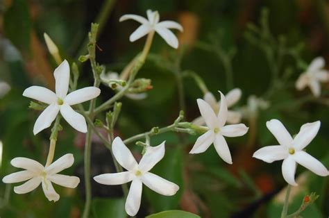 Chinese jasmine | Jasmine, Flowers, Plants