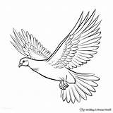 Peace Dove Coloring Pages  Free & Printable sketch template
