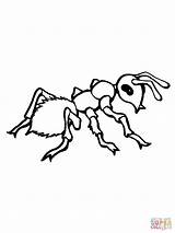 Realistic Ant coloring Page  Free Printable Coloring Pages sketch template