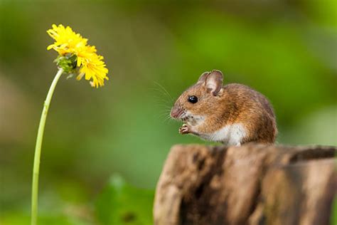 Royalty Free Field Mouse Pictures, Images and Stock Photos - iStock