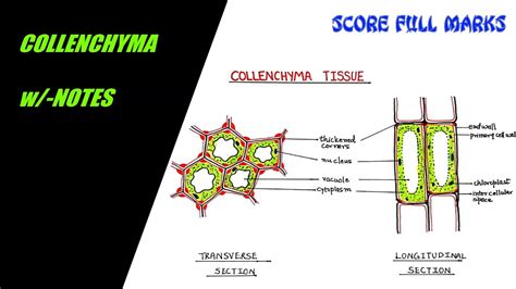 How to draw COLLENCHYMA TISSUE / SIMPLE PERMANENT TISSUE / w/-NOTES ...