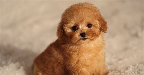 Teacup Dogs and Their Origins, Breeds, and Characteristics | Cute dogs ...