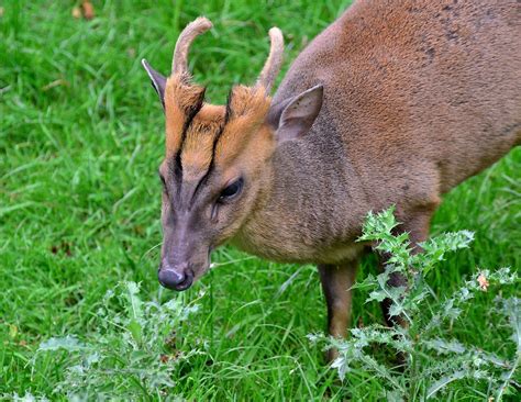 Muntjac Deer 2 - a photo on Flickriver