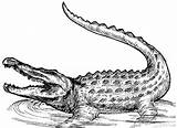 Printable Alligator Coloring Pages Pictures – Animal Place sketch template
