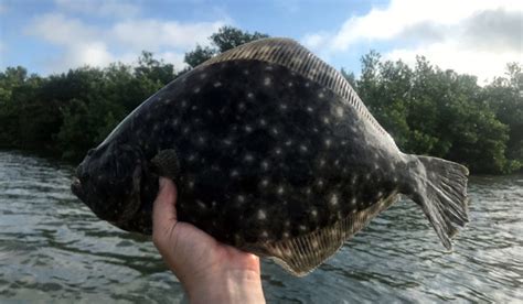 Florida Flounder Migrations | Fishing from Florida Shores