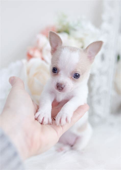 Tiny Chihuahua Teacup Puppies | Teacup Puppies & Boutique