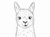 Llama Coloring Pages Top 30 Free Printable Designs sketch template