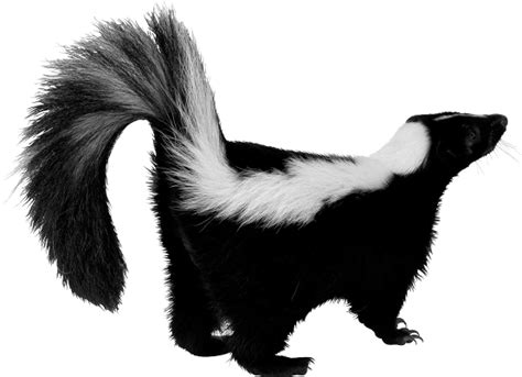 Download Skunk Png Clipart Hq Png Image Freepngimg | Images and Photos finder