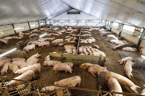 Farm visit: next generation pig farmer preparing for the future - Pig Progress