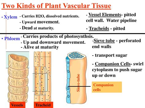 [DIAGRAM] Tracheids Pits Vessel Elements Xylem Cells Diagram ...