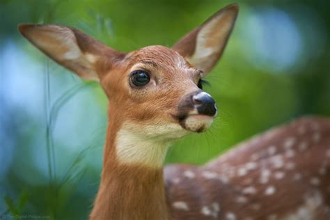 White-tailed Deer Fawn Close-up