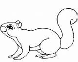 20  Free Printable Squirrel Coloring Pages EverFreeColoringcom sketch template