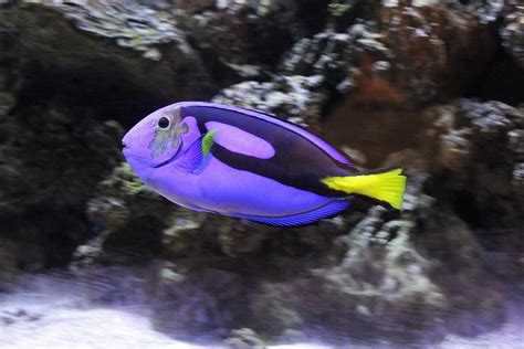 The Purple Fish Photograph by Roxanne Basford - Pixels