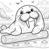 Walrus Coloring Pages 8  Gem sketch template