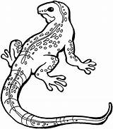Desert Lizard Coloring Pages sketch template