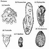 Protozoa Protists Protist Bacteria Types Worksheet Different Coloring  sketch template