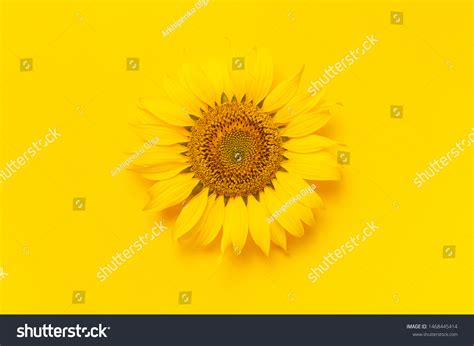 585,390 Sunflower On Yellow Background Images, Stock Photos, 3D objects ...