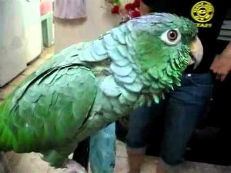 Parrot Crying Like a Baby | Cry like a baby, Baby crying, Cute animals