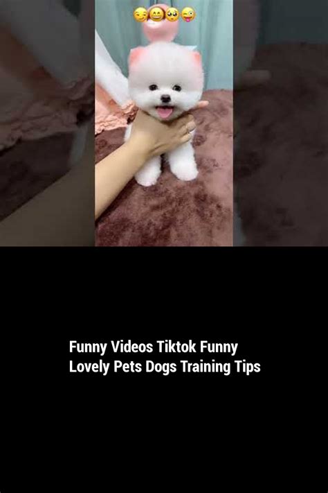 Funny Videos Tiktok Funny Lovely Pets Dogs Training Tips in 2021 | Dog ...