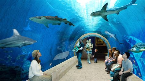 Shark Tank Concrete Pour - Living Planet Aquarium - W. W. Clyde