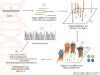 DNA Sequencing: History, Steps, Methods, Applications And Limitations