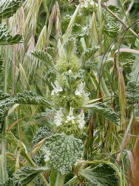 Marrubium vulgare (White Horehound) - Sussex Botanical Recording Society