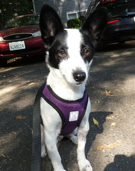 Dog for Adoption - Fetch a Corgi-Rat Terrier mix male, a Rat Terrier in ...