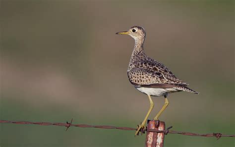 Upland Sandpiper | Audubon Field Guide