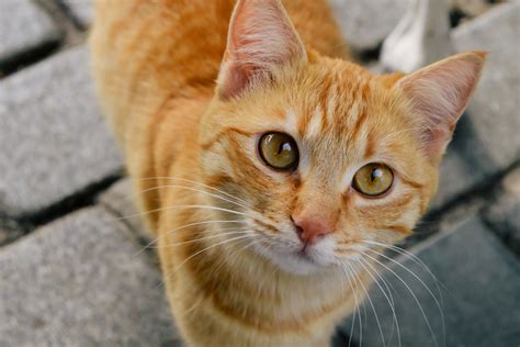 13 Best Orange Cat Breeds - Most Popular Orange Cats