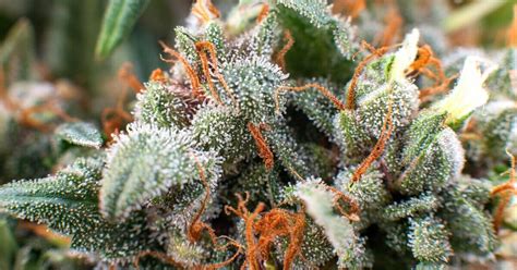 What Trichomes Do for Cannabis - Kind Meds AZ