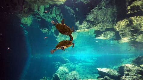 Chac Mool Cenote - Divers UnderGround