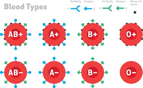 Blood Group: Definition, ABO and Rh Blood Group System - Rajus Biology