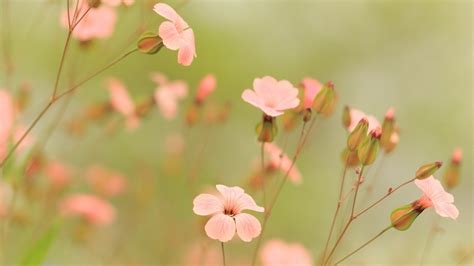 花卉摄影艺术桌面壁纸07（1920x1080）壁纸 - 桌面壁纸【壁纸大卡--壁纸桌面的世界】www.deskcar.com 专业桌面壁纸下载站, 多分辨率桌面壁纸, 宽屏壁纸