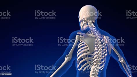 Human Skull Anatomy Medical Background Stock Photo - Download Image Now - Skeleton Sled, Anatomy ...