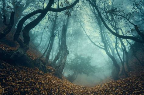 Mysterious forest - Photo Wallpaper