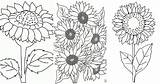 25 Free Sunflower Coloring Pages For Kids And Adults sketch template