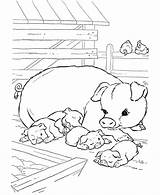 Pigs Coloring Pages  Home sketch template