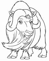 Free Printable Musk Ox Coloring Page  Pages sketch template