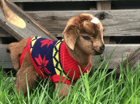 17 Pygmy Goats That Will Melt Your Heart - Weed 'em & Reap