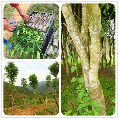 Real Rare Chinese Aquilaria Sinensis Tree Seeds Agarwood Seed Outdoor Garden Scented Incense ...