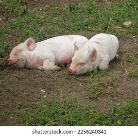Two Middle White Piglets Sleeping Mud Stock Photo 2256240341 | Shutterstock