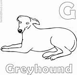Greyhound Coloring Pages PDF  Coloringfoldercom sketch template