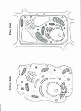 Animal Cell Coloring Sheet sketch template