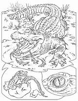 Crocodiles coloring page  Download Print Or Color Online For Free sketch template