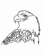 Bald Eagle Head Coloring Page sketch template