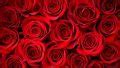 HD Red Rose Wallpaper - Live Wallpaper HD