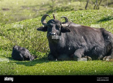 Italian Mediterranean Buffalo with a bird on its head - Water Buffalo ...