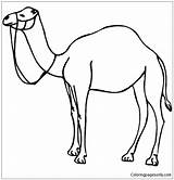 Camel Outline Template Printable Sketch Coloring Page sketch template
