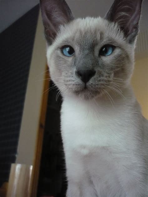 My blue point siamese cat - TOM when he was a baby :) | Gato siames, Gatos siameses, Gatos cats